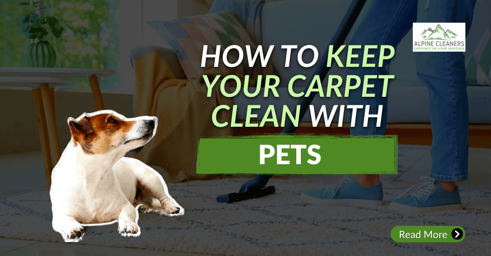 How to Keep Carpet Clean - with Pets - ALPINE CLEANERS